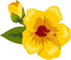 Image of a flower