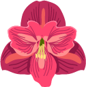 Image of a flower