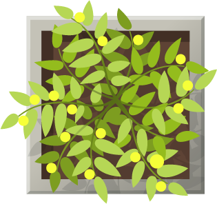 Image of a potted plant