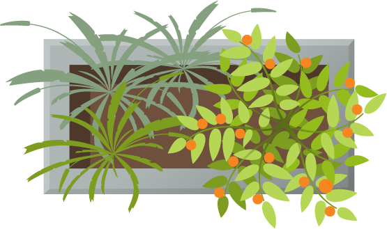 Image of a potted plant